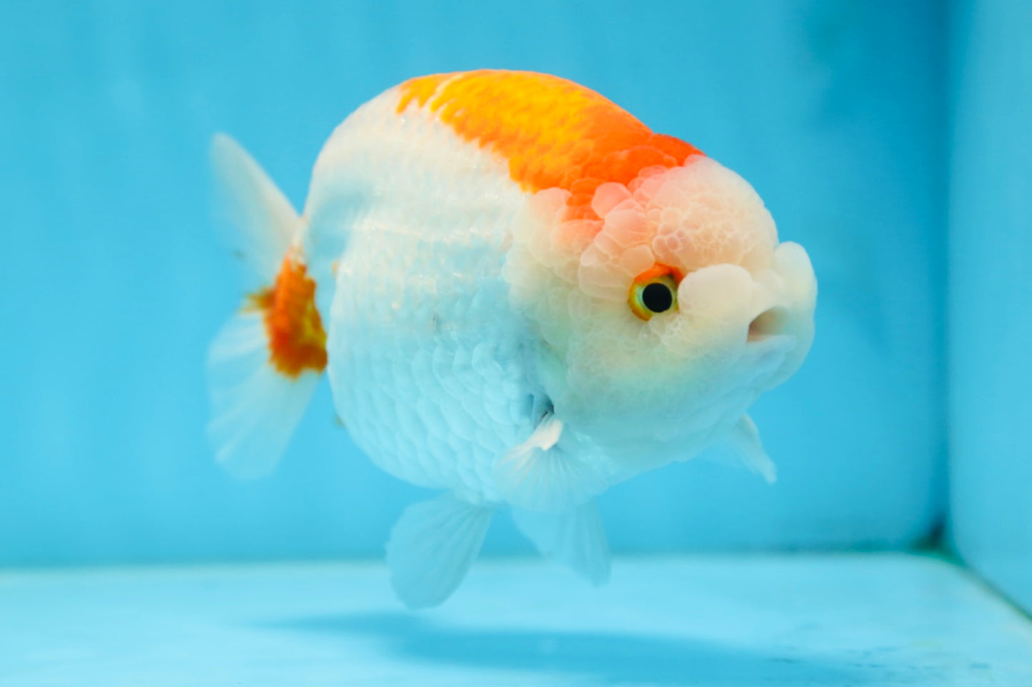 AAA Grade Red White LionKing 5.5 inches #082925LC_03