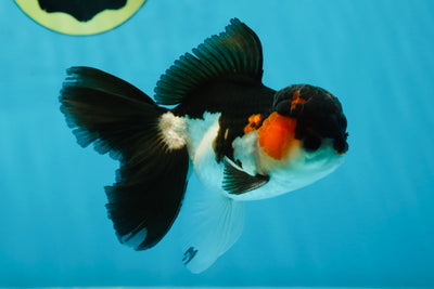 A Grade Tricolor Oranda Male 4.5 inches #050225OR_08