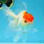 A Grade Red White Oranda Female 6 inches #071125OR_06