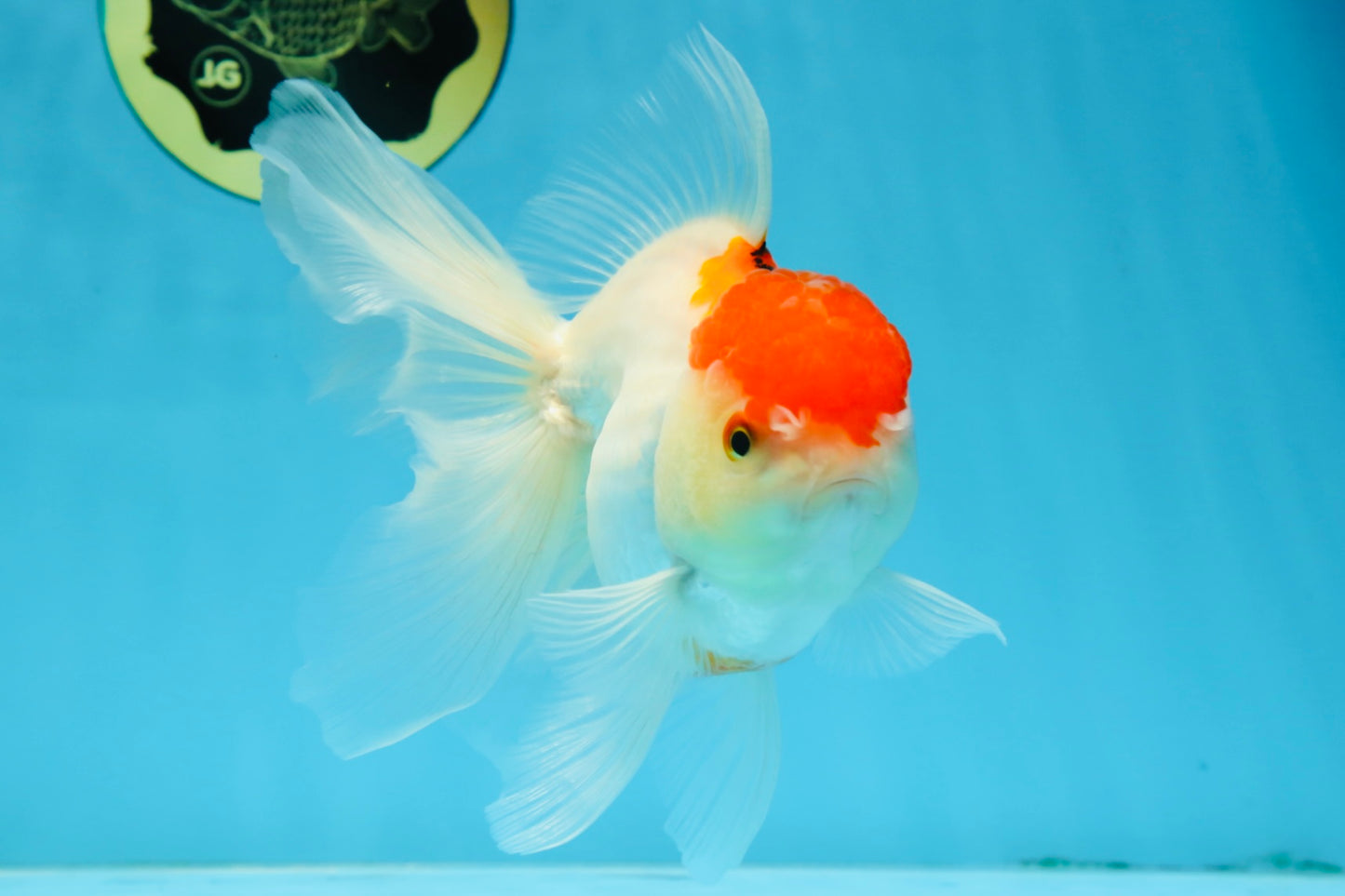 A Grade Red White Oranda Female 6 inches #071125OR_06