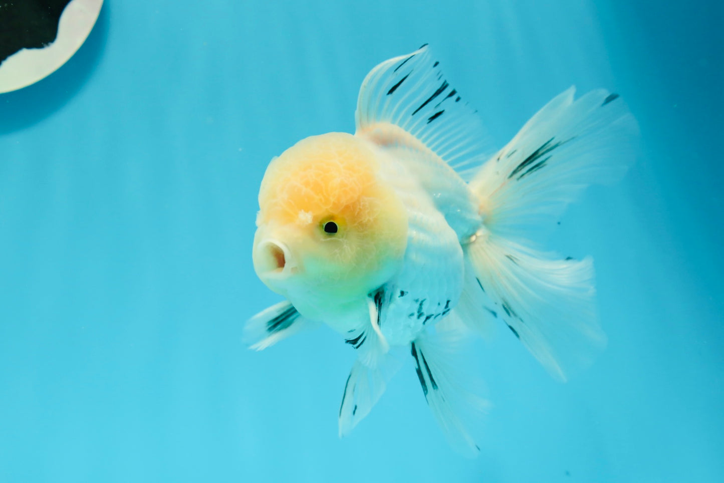 AAA Grade Panda Matte White Pompoms Oranda Male 4.5-5 inches #0503OR_12