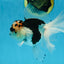 A Grade SPECIAL Panda Oranda Male 6 inches #090525OR_14