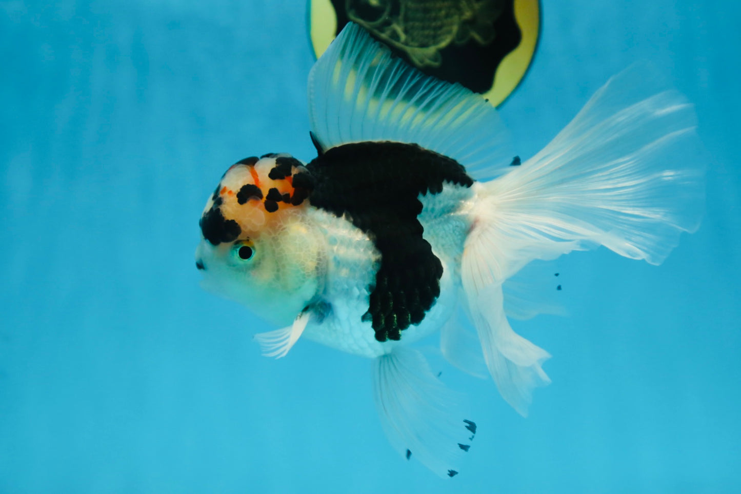 A Grade SPECIAL Panda Oranda Male 6 inches #090525OR_14