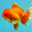 JUMBO A Grade Red White Oranda Female 7.5 inches #032026OR_02