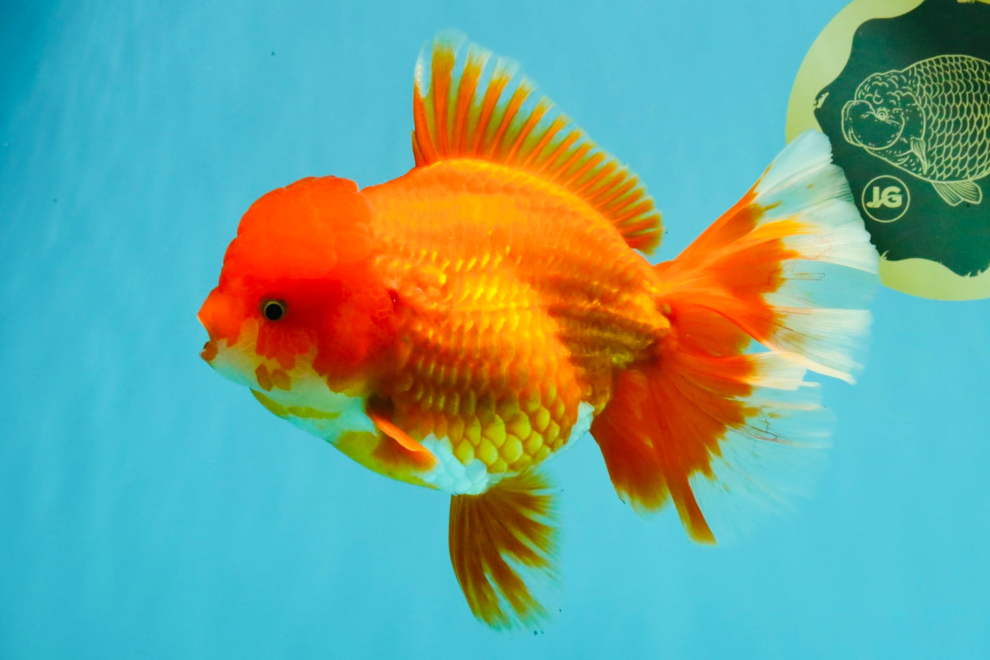 JUMBO A Grade Red White Oranda Female 7.5 inches #032026OR_02