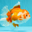 UNIQUE AAA Grade Red White Oranda Female 6.5-7 inches #032026OR_04
