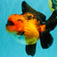 CHARLIE AAA Grade Apache Oranda Female 6 inches #071026OR_23