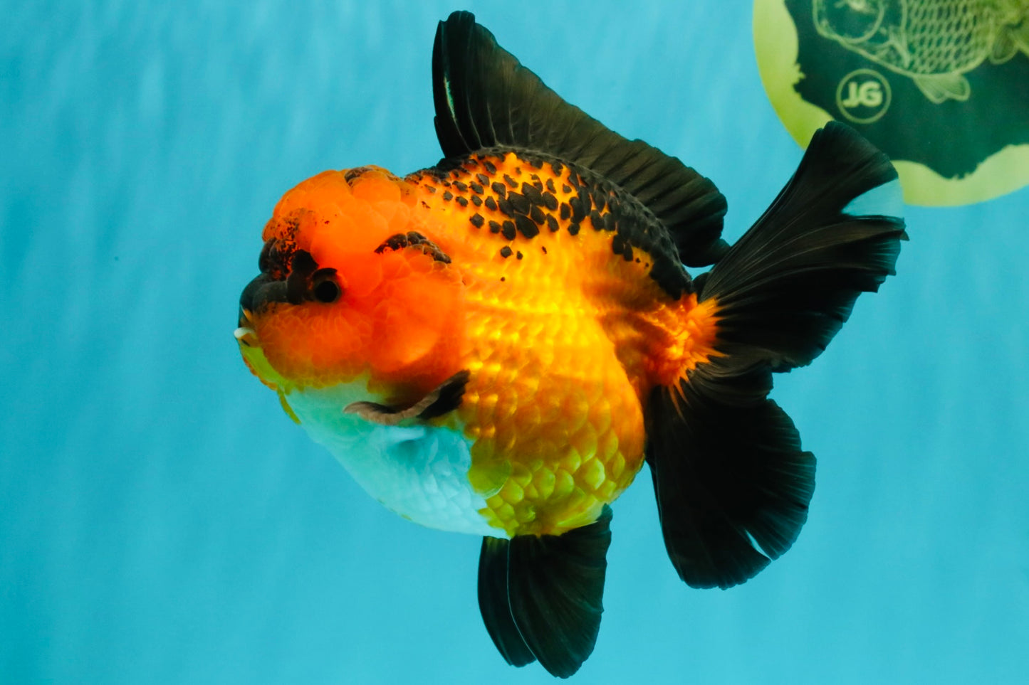 CHARLIE AAA Grade Apache Oranda Female 6 inches #071026OR_23