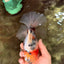 AAA Grade Sanke Marble Oranda Male 6.5 inches #062626OR_03