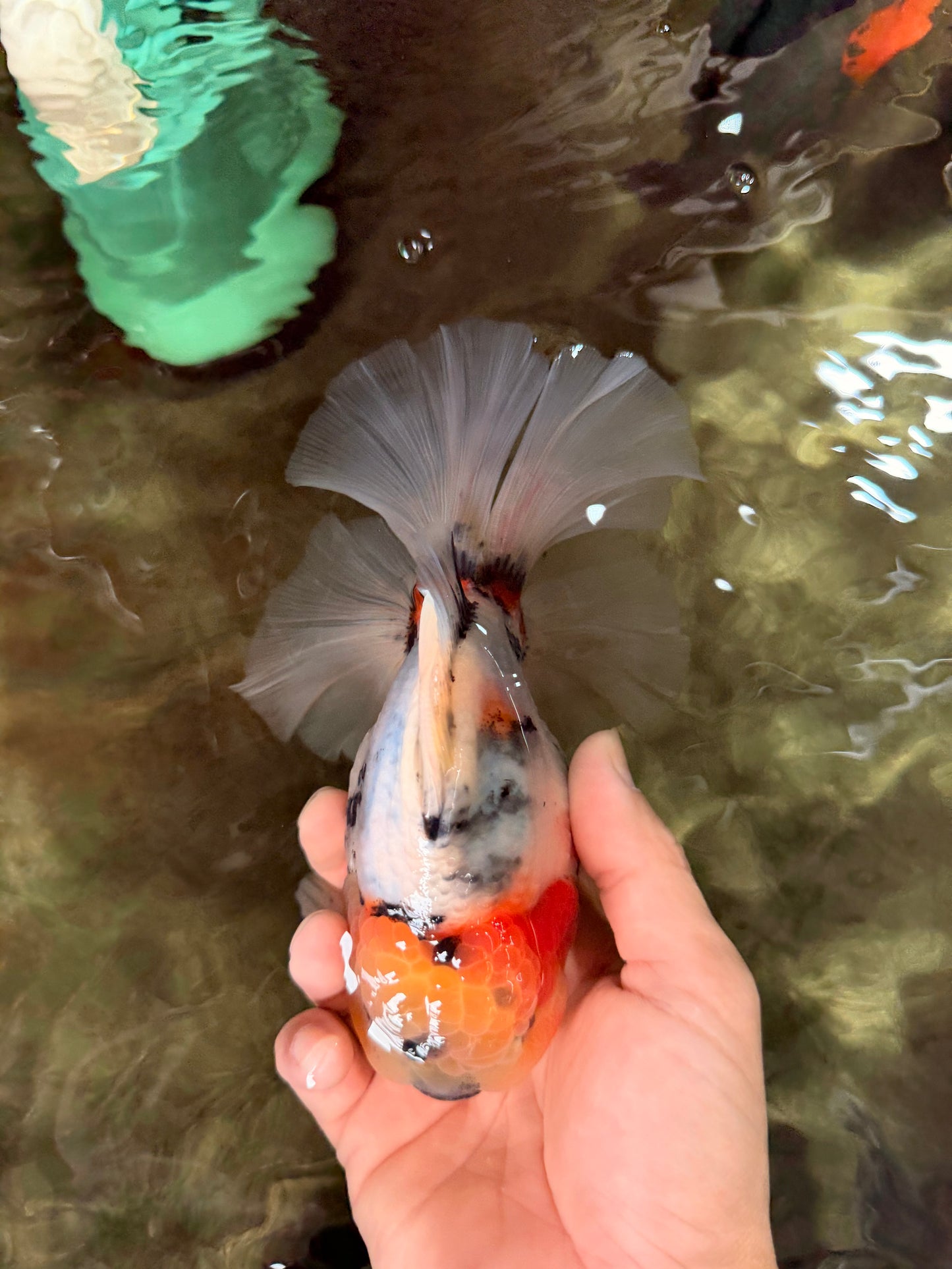 AAA Grade Sanke Marble Oranda Male 6.5 inches #062626OR_03