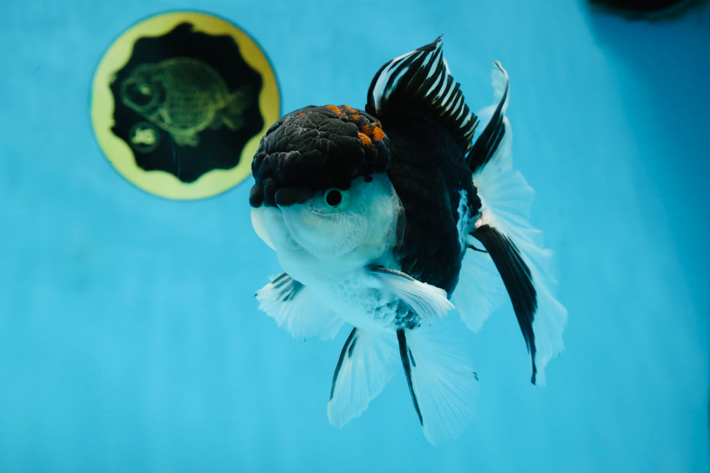 A Grade Tricolor Oranda Male 5-5.5 inches #062725OR_19