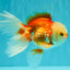 FLUFFY TAIL A Grade Jade Head Red White Oranda Male 5.5-6 inches #090426OR_13