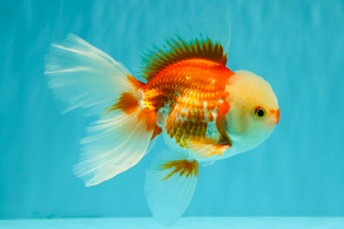 FLUFFY TAIL A Grade Jade Head Red White Oranda Male 5.5-6 inches #090426OR_13