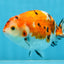 A Grade Tricolor Sakura Chinese Ranchu Male 4.5-5 inches #112125RC_15