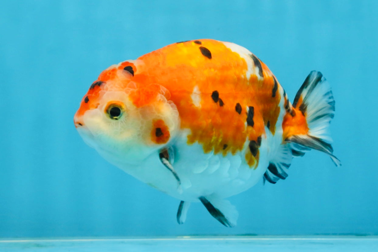 A Grade Tricolor Sakura Chinese Ranchu Male 4.5-5 inches #112125RC_15