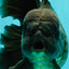 GODZILLA AAA Grade Black Oranda Male 6 inches #100926OR_24