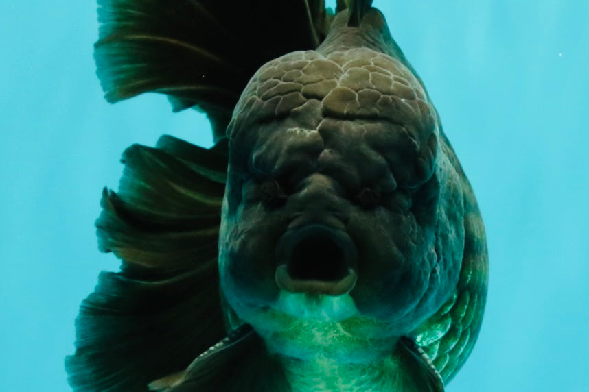 GODZILLA AAA Grade Black Oranda Male 6 inches #100926OR_24
