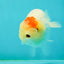 Nugget Snow Tancho Lemonhead Lionchu Male 4 inches #1018LC_06