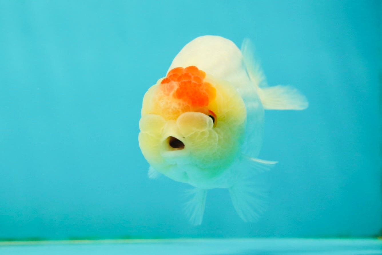 Nugget Snow Tancho Lemonhead Lionchu Male 4 inches #1018LC_06