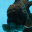 CHONKY AAA Grade Godzilla Black Oranda Male 6  inches #082225OR_13