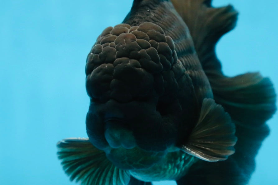 CHONKY AAA Grade Godzilla Black Oranda Male 6  inches #082225OR_13