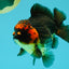 UNIQUE AAA Grade Apache Yuanbao Male 5-5.5 inches #051526YB_06