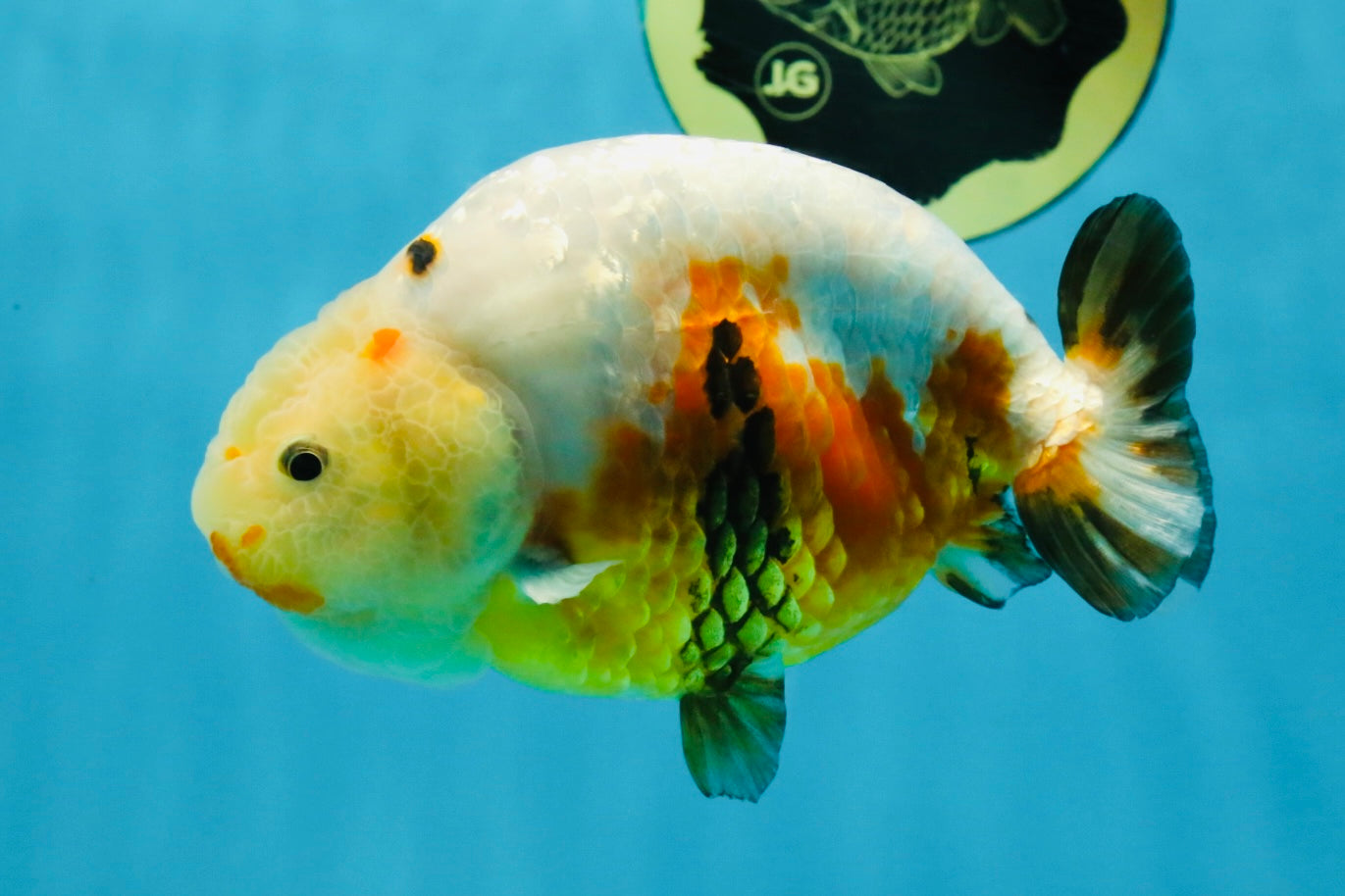 RARE Sakura Chinese Ranchu Female 5 inches #120525RC_08