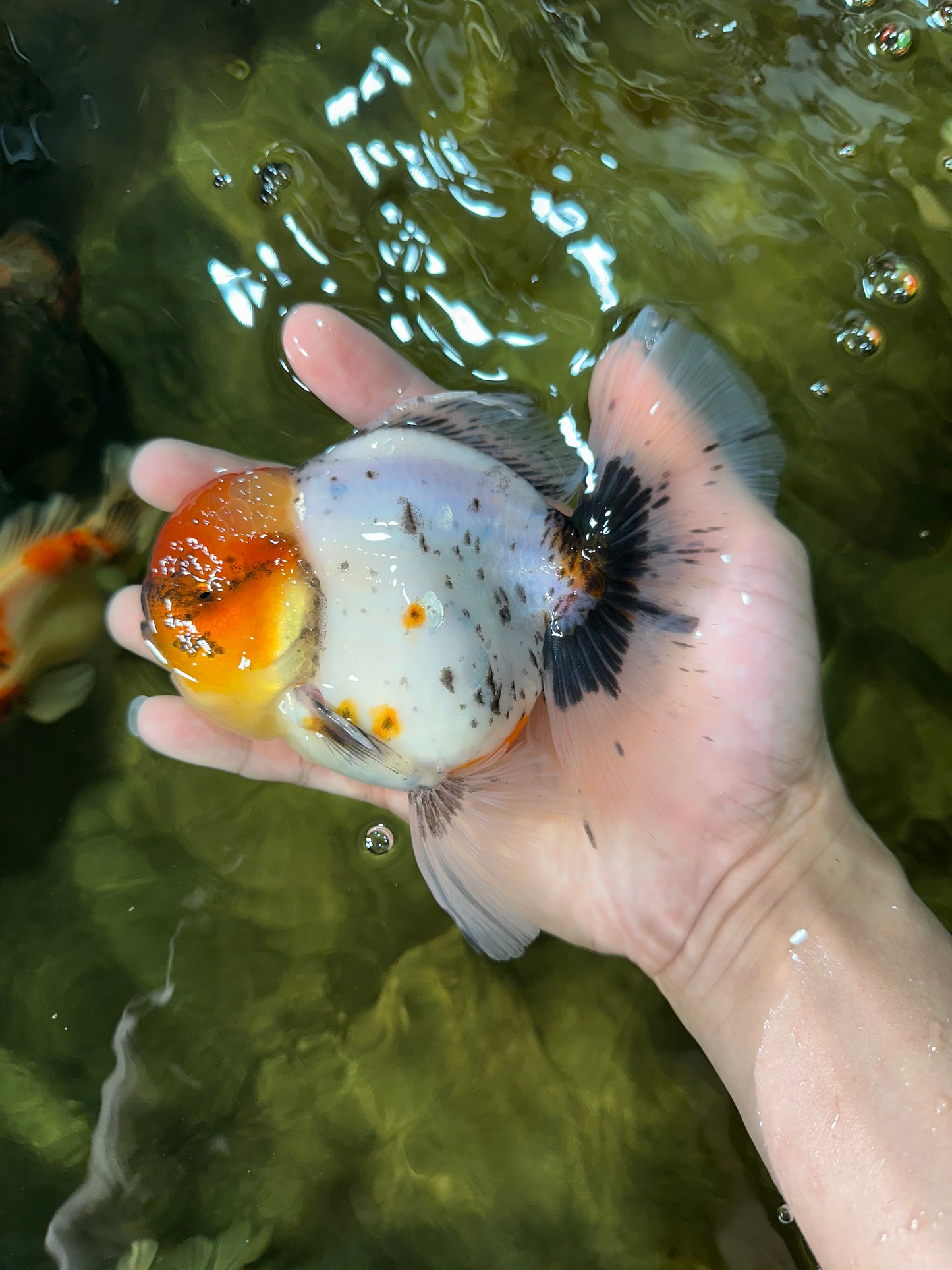 AAA Grade Calico Oranda Male 5-5.5 inches #050925OR_48
