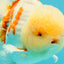 FLUFFY AAA Grade Jumbo Boradtail Red White Oranda Male 8.5 inches #072426OR_02