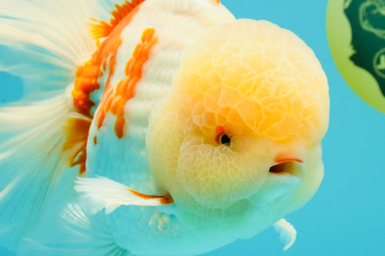 FLUFFY AAA Grade Jumbo Boradtail Red White Oranda Male 8.5 inches #072426OR_02