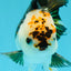 A Grade Unique Color Tricolor Oranda Male 5-5.5 inches #0607OR_05