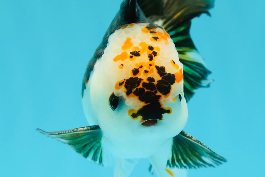 A Grade Unique Color Tricolor Oranda Male 5-5.5 inches #0607OR_05