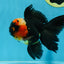 A Grade STUNNING Tricolor Oranda Male 5-5.5 inches #051625OR_23