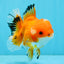 A Grade Red White Oranda Male 5.5 inches #040326OR_12