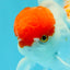 MARIO A Grade Tancho Red White Oranda Male 5-5.5 inches #031326OR_27