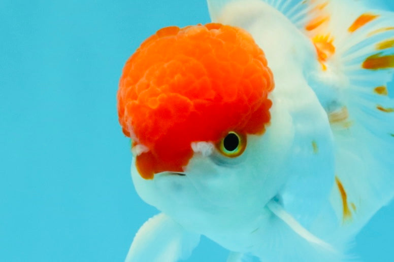 MARIO A Grade Tancho Red White Oranda Male 5-5.5 inches #031326OR_27