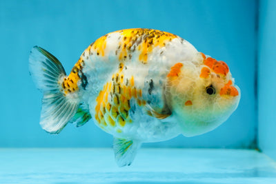 AAA Grade Tricolor LionQueen 4.5 inches #062025LC_10