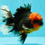 CHONKY AAA Grade Red Head Kirin Oranda Male 6-6.5 inches #072426OR_18