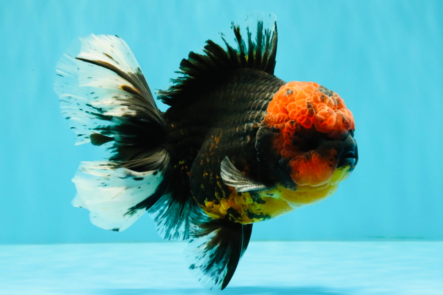 CHONKY AAA Grade Red Head Kirin Oranda Male 6-6.5 inches #072426OR_18