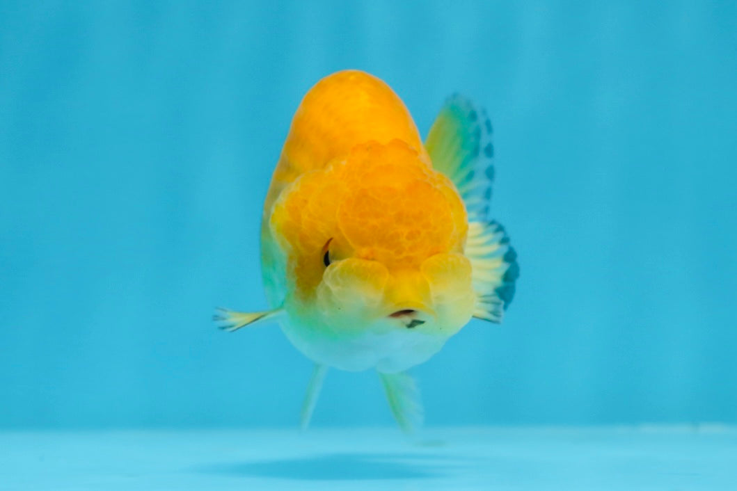Baby Rancho Fish Baby Cheese Ranchu Female 3.5-4 inches #0726RC_32 – Jimmy Goldfish