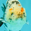 A Grade Tricolor Tiger Ranchu Female 4 inches #061926RC_11