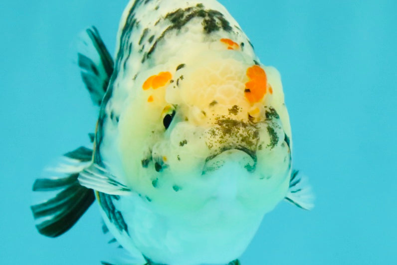 A Grade Tricolor Tiger Ranchu Female 4 inches #061926RC_11