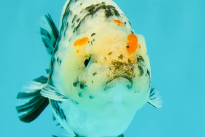 A Grade Tricolor Tiger Ranchu Female 4 inches #061926RC_11