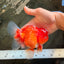 CHUNKY A Grade Cherry Blossom Red White Oranda Male 5.5 inches #061926OR_25