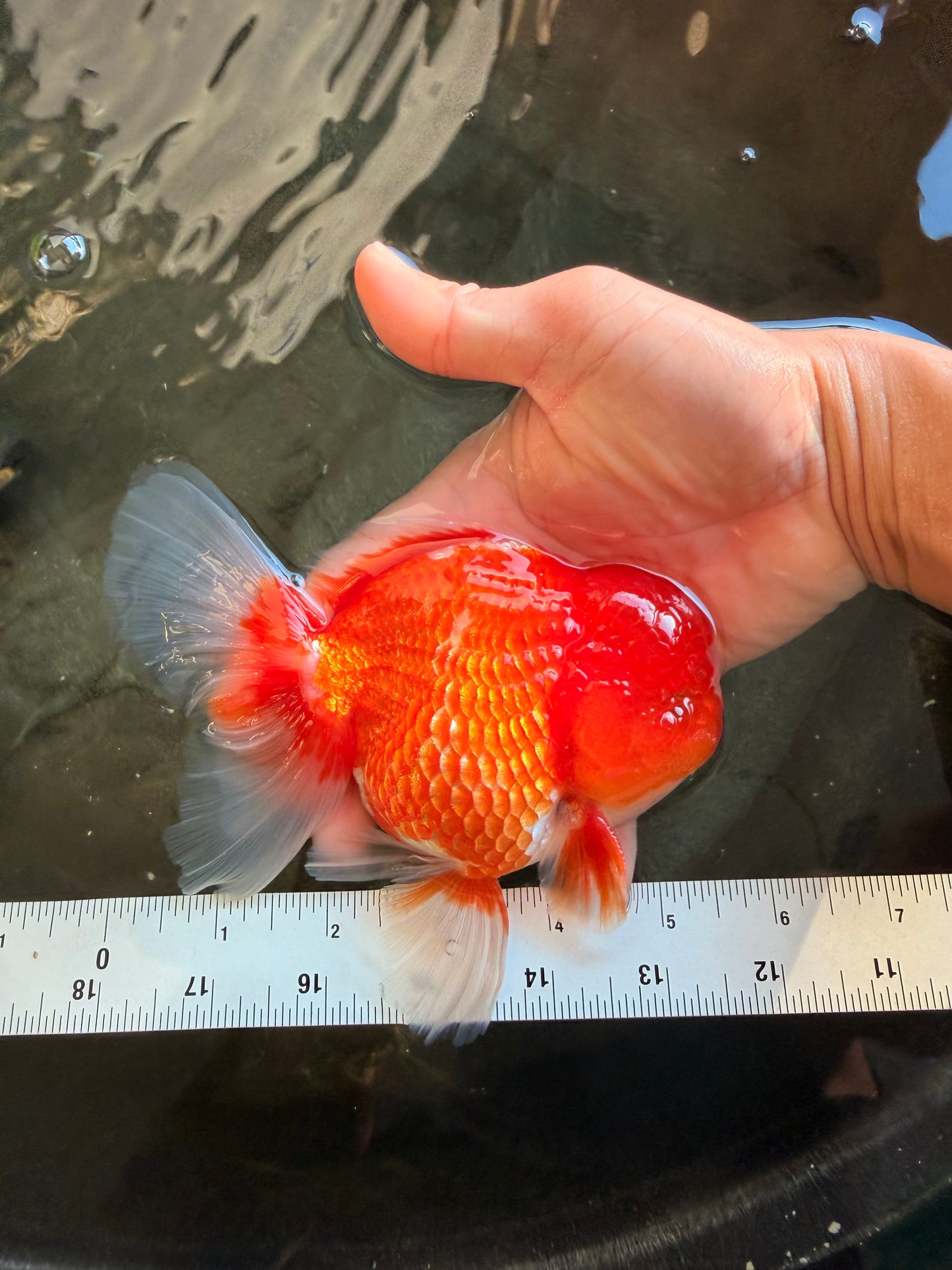 CHUNKY A Grade Cherry Blossom Red White Oranda Male 5.5 inches #061926OR_25