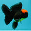 A Grade Tricolor Red Head Oranda Male 5-5.5 inches #041726OR_10
