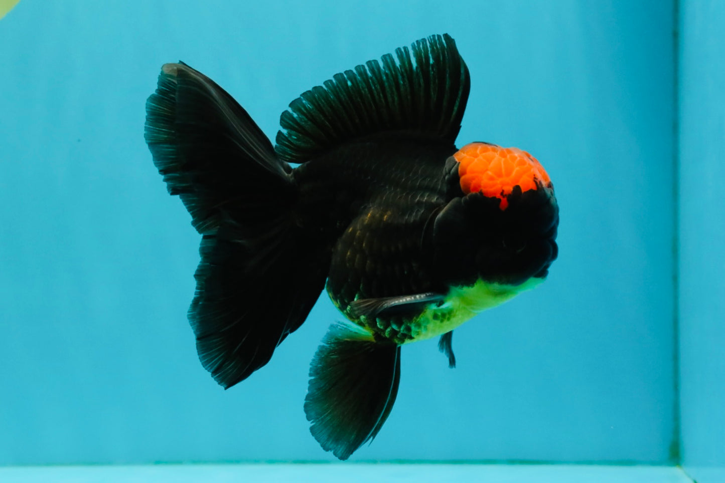 A Grade Tricolor Red Head Oranda Male 5-5.5 inches #041726OR_10