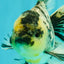 AAA Grade Long Tail White Marble Oranda Male 6.5-7 inches #062626OR_29