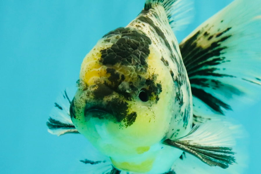 AAA Grade Long Tail White Marble Oranda Male 6.5-7 inches #062626OR_29