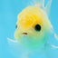 UNIQUE A Grade Lemonhead Button Eyes Oranda Male 4-4.5 inches #0906OR_28